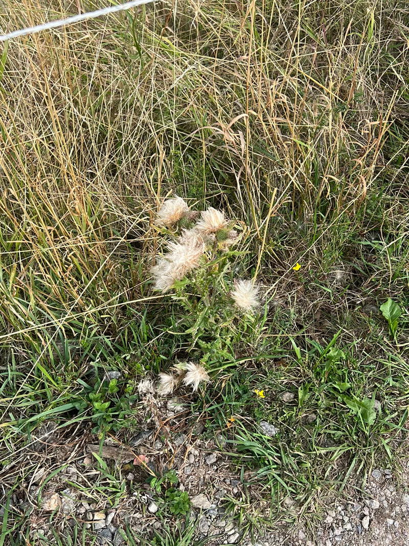 L'immagine mostra un cardo lanceolato con capolini di semi sbiaditi e lanuginosi. Cresce in mezzo a un prato secco con erba alta intorno.