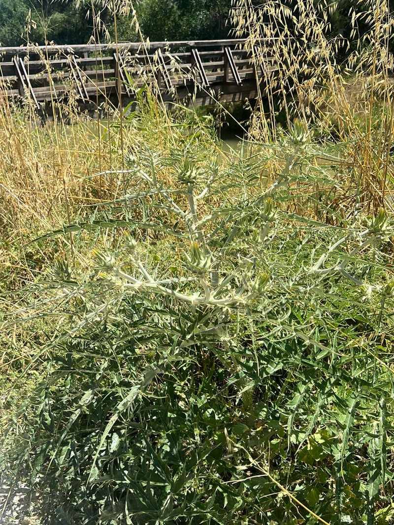 Si vede un cardo maggiore con le sue foglie spinose e i suoi boccioli. Lo scatto mostra la pianta nel suo ambiente naturale davanti ad erba alta e un ponte d...