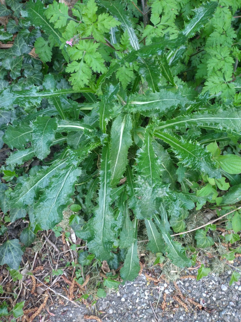 È visibile la rosetta fogliare di un cardo lanceolato sul terreno, con foglie tipicamente spinose e profondamente lobate. La pianta cresce in un ambiente con...