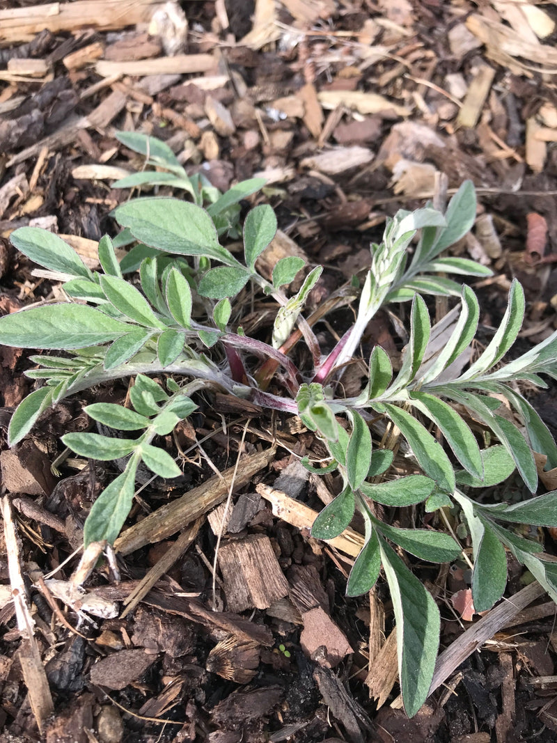 Fiore comune della pasque — Bild 1