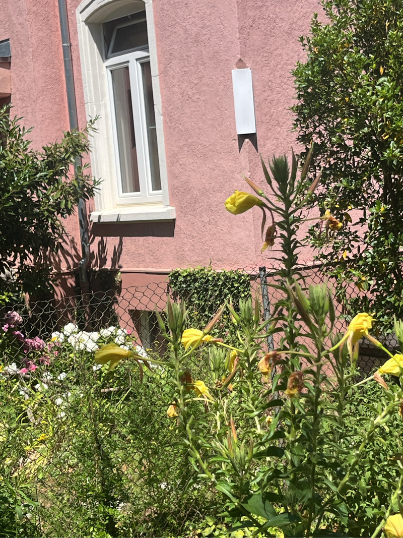 Si vede una enotera in fiore davanti al muro rosa di una casa in un giardino. I caratteristici fiori gialli e i boccioli si trovano su lunghi steli.