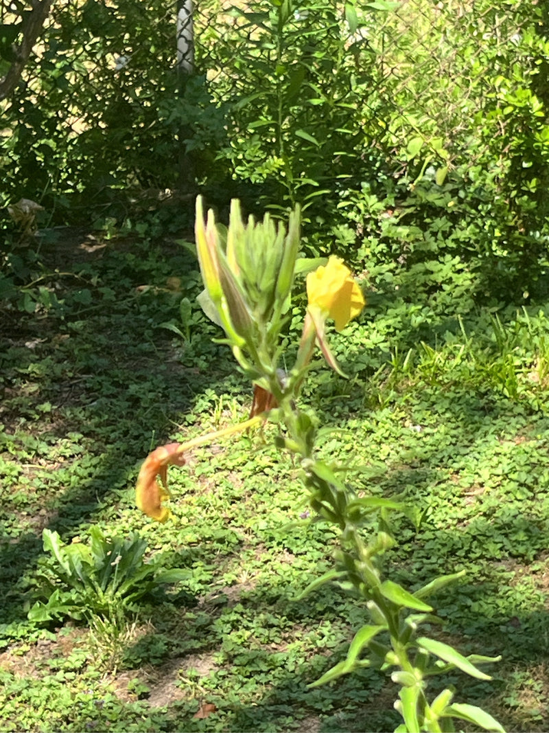 Si vede una enotera comune con fiori gialli e boccioli. La pianta si trova davanti a uno sfondo verde in giardino.