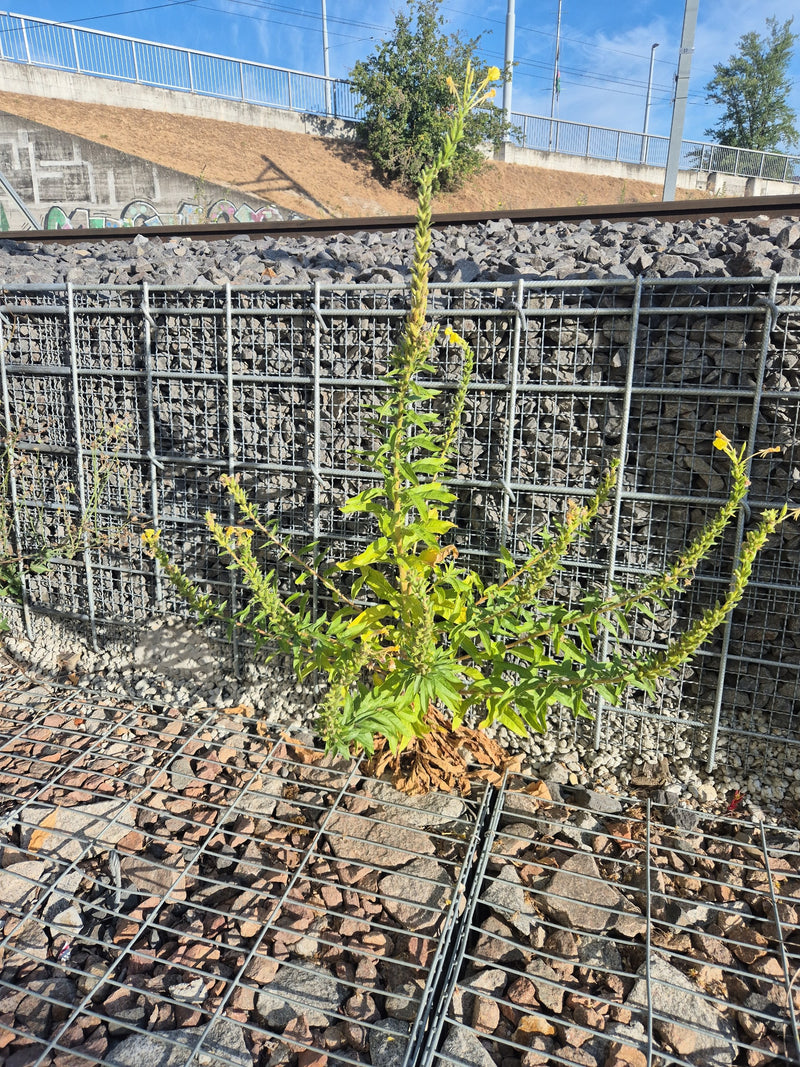 Un'enotera fiorita cresce davanti a un muro di gabioni di pietra su terreno ghiaioso. La pianta eretta mostra le sue tipiche infiorescenze gialle.