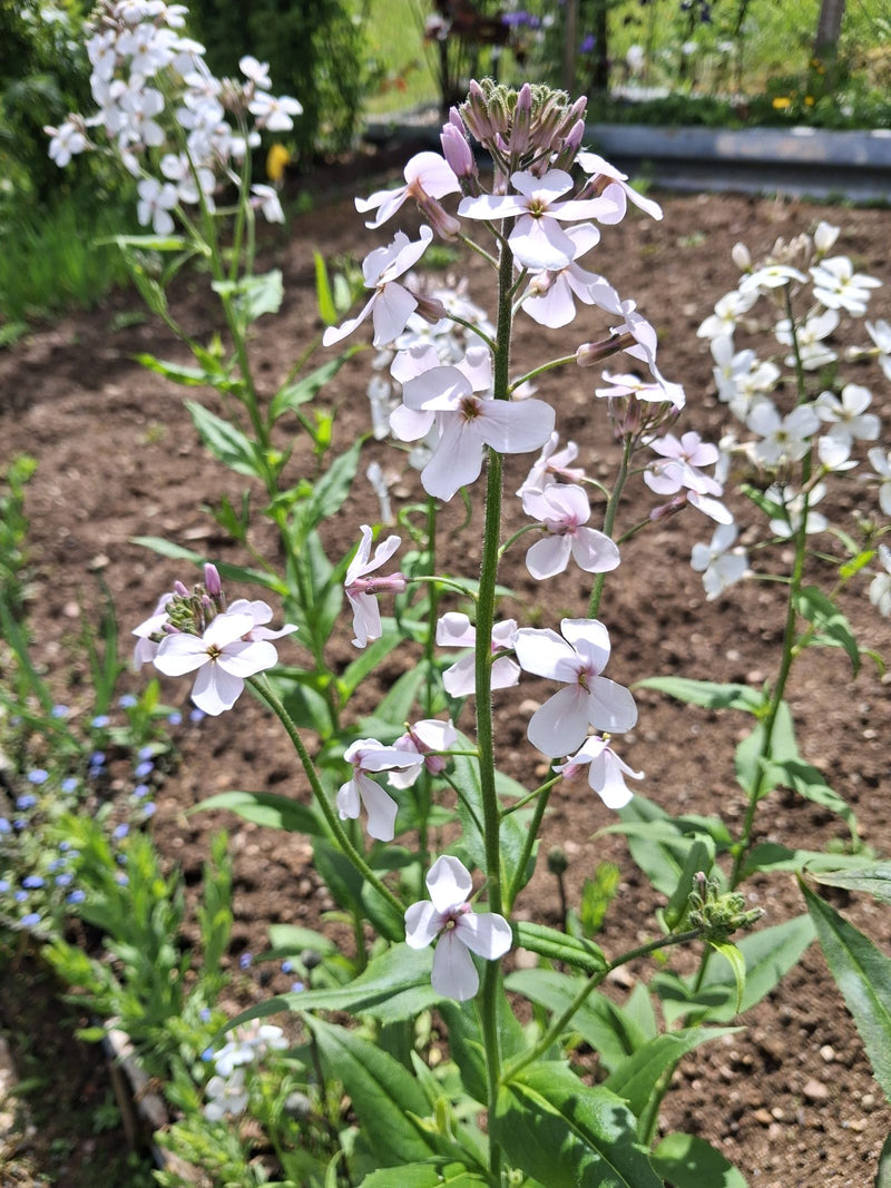 Viola notturna comune — Bild 1