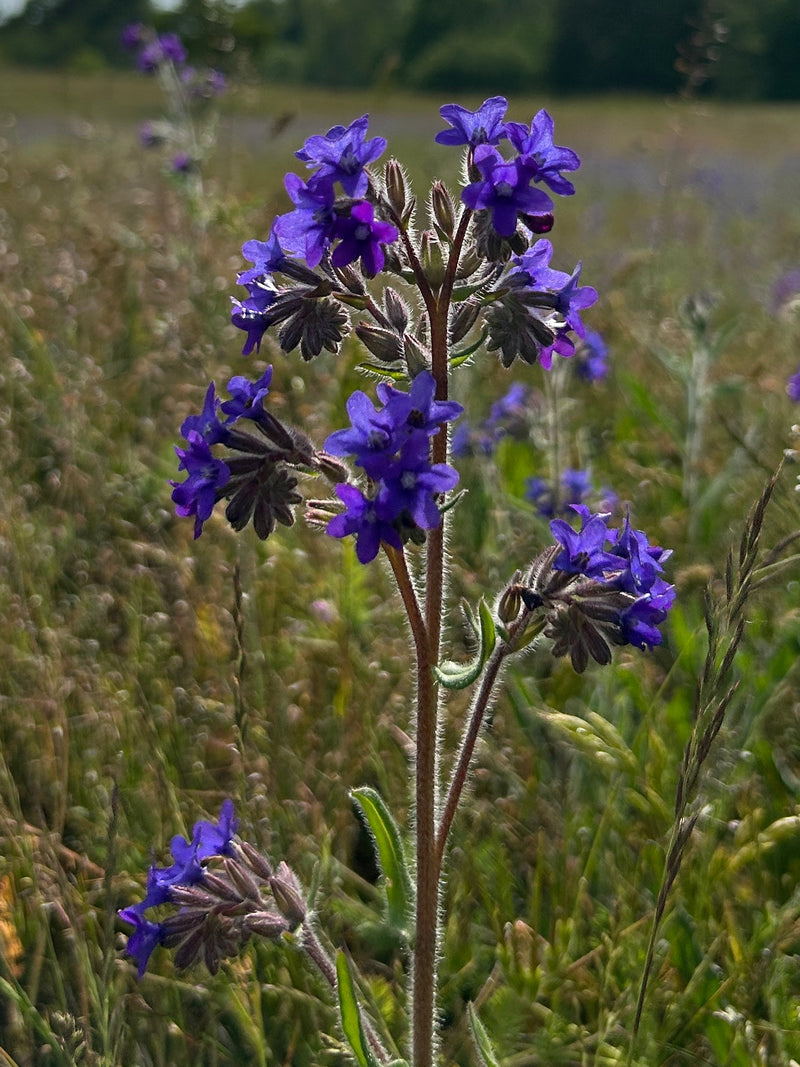 L'immagine mostra un'alcanna comune in fiore con i suoi tipici fiori blu-porpora e il fusto ispido. Lo scatto mostra la pianta in un ambiente di prato naturale.