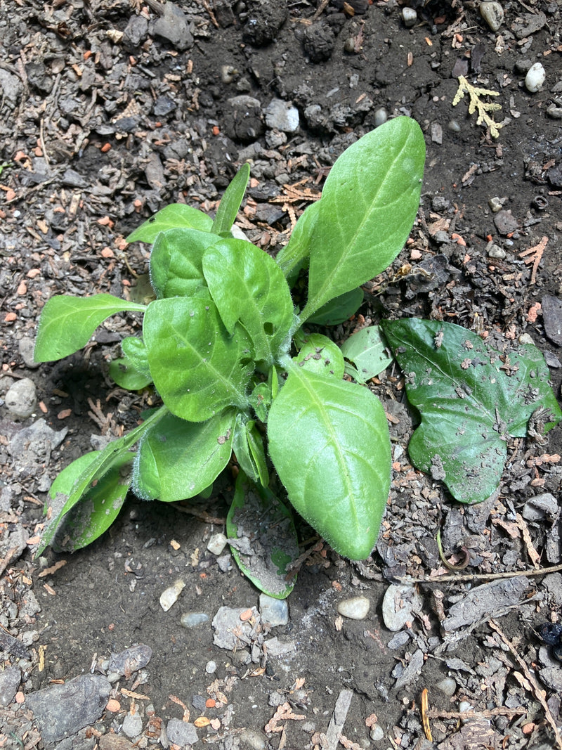 Si vede una giovane buglossa comune con foglie verdi e pelose. La pianta cresce su terreno nudo.