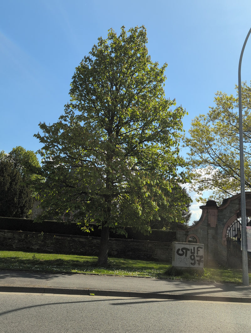 Ippocastano comune — Bild 2