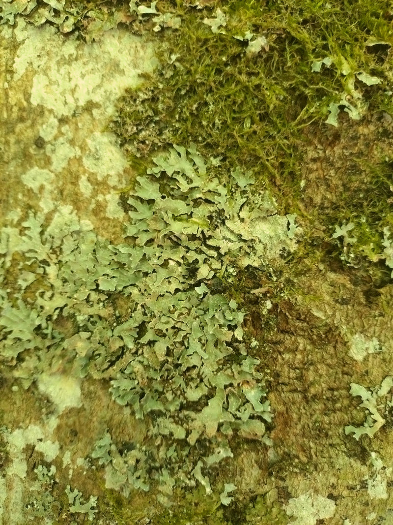Lichene a ciotola comune — Bild 1