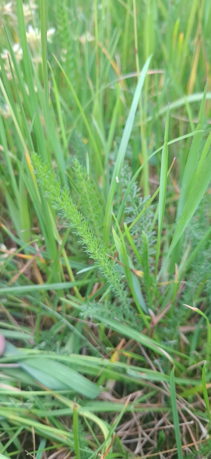 Achillea comune — Bild 4