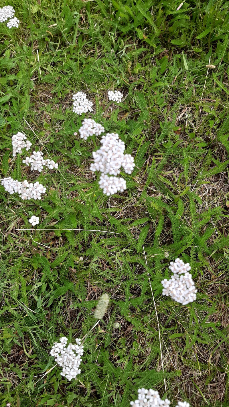 Sono visibili diversi esemplari fioriti di millefoglio comune con le loro caratteristiche infiorescenze bianche e foglie pennate in un prato.