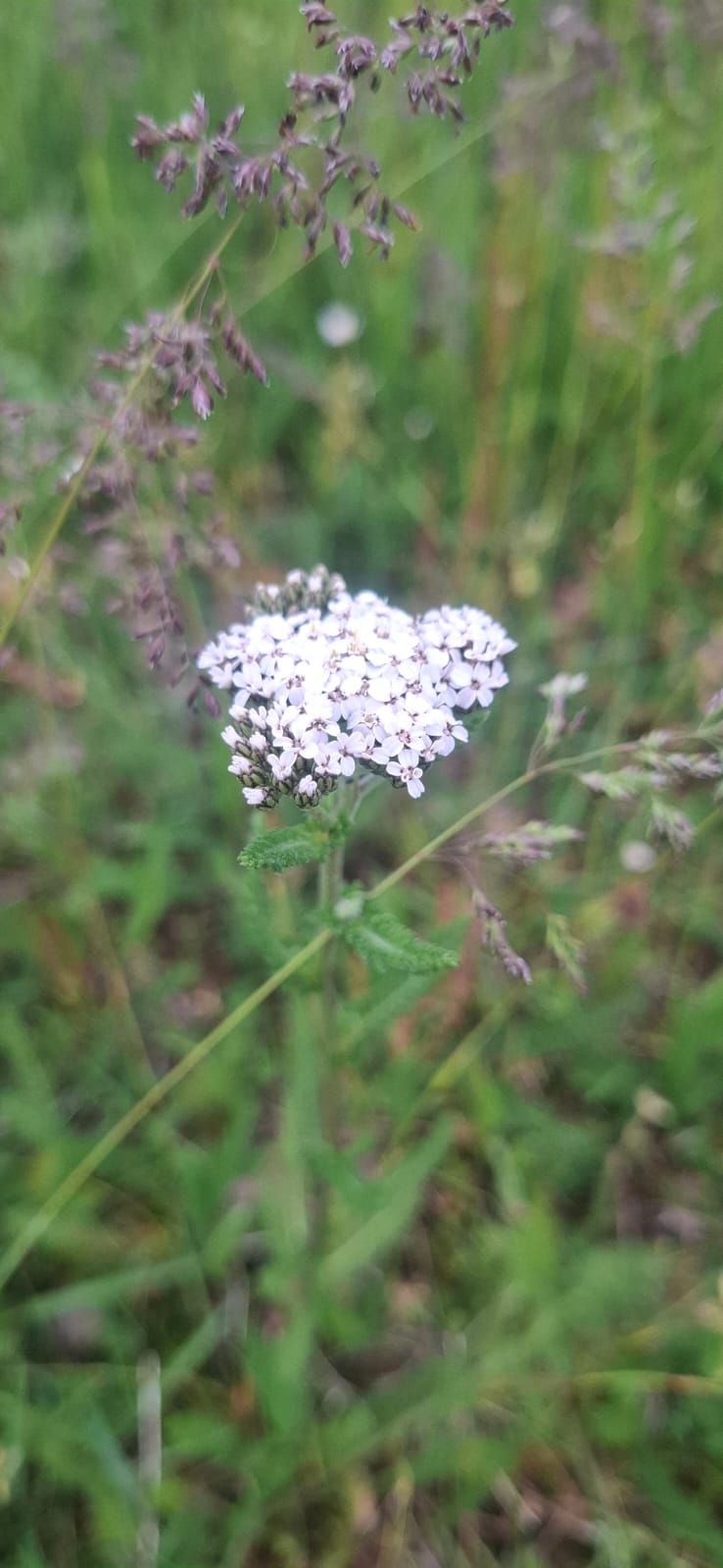 Achillea comune — Bild 3
