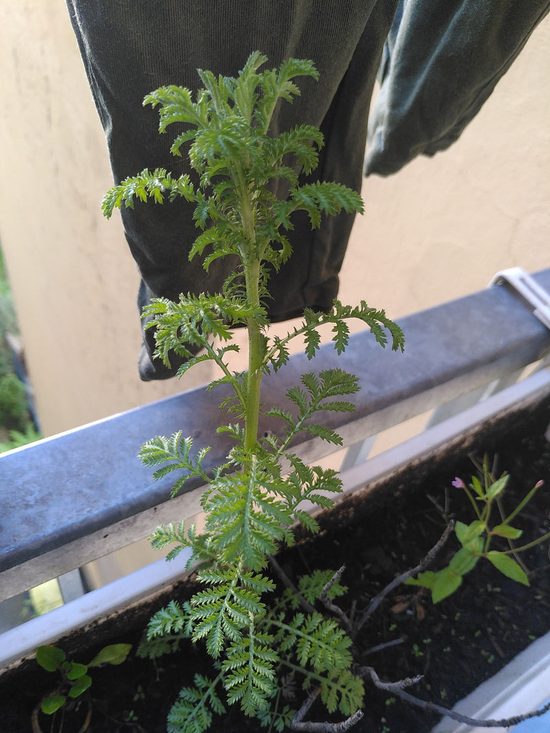 Achillea comune — Bild 2