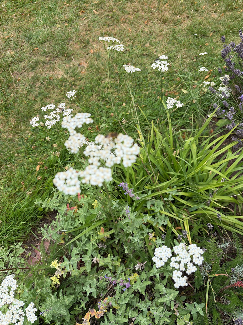 L'immagine mostra diversi esemplari di millefoglie comune con i loro tipici capolini bianchi e foglie pennate in un ambiente di prato e giardino.