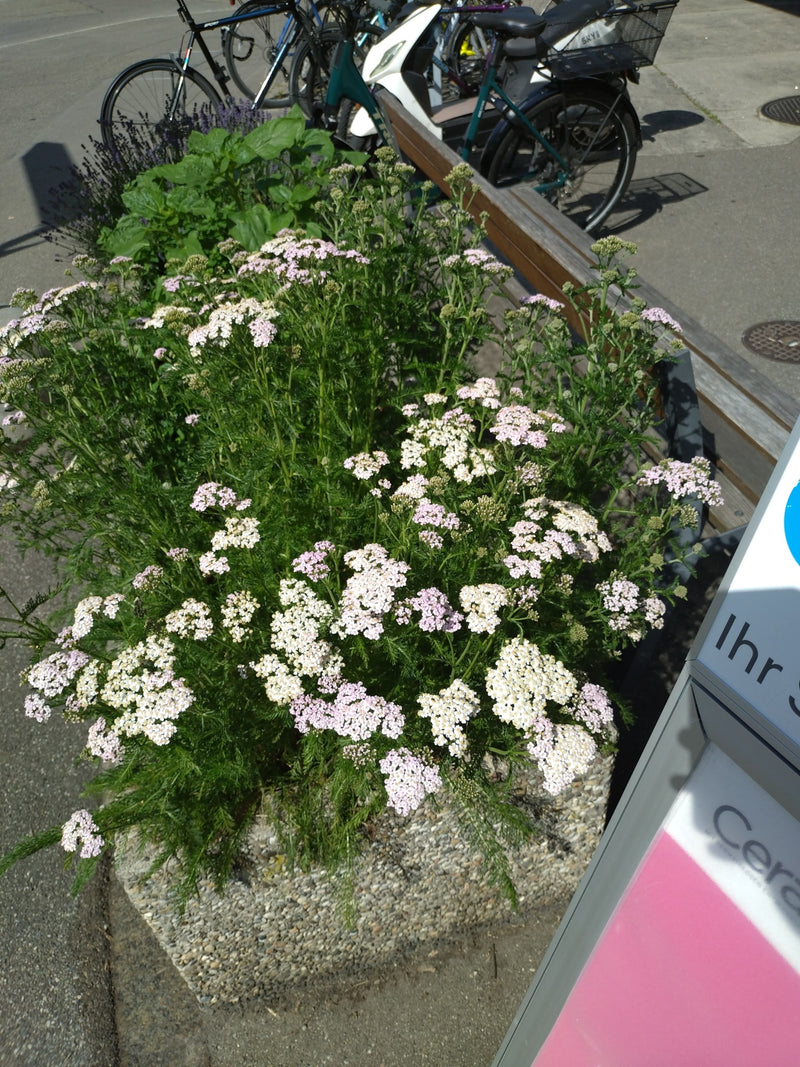 Achillea comune — Bild 1
