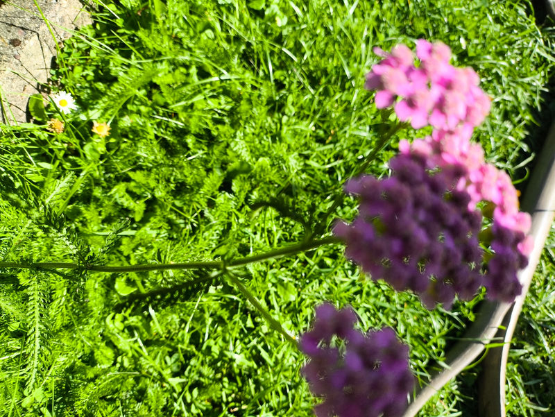 Si vede un'achillea millefoglie con evidenti infiorescenze rosa e foglie finemente divise. Cresce su un prato verde in piena luce solare.