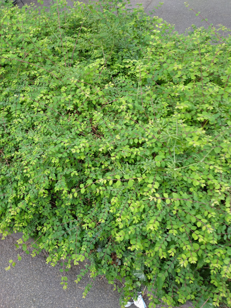 Baccaneve — Bild 1