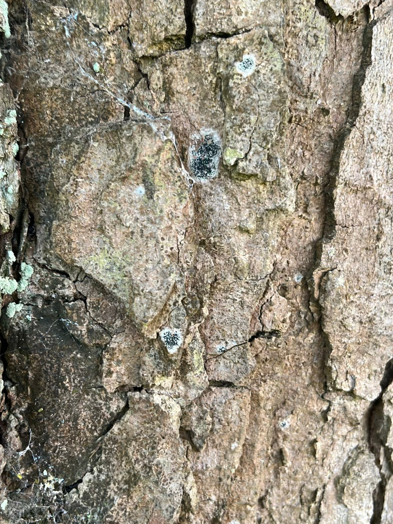 Sulla scorza ruvida dell'albero cresce la graphis scripta con i suoi tipici corpi fruttiferi simili a caratteri di scrittura. Le strutture bianco-nere risalt...