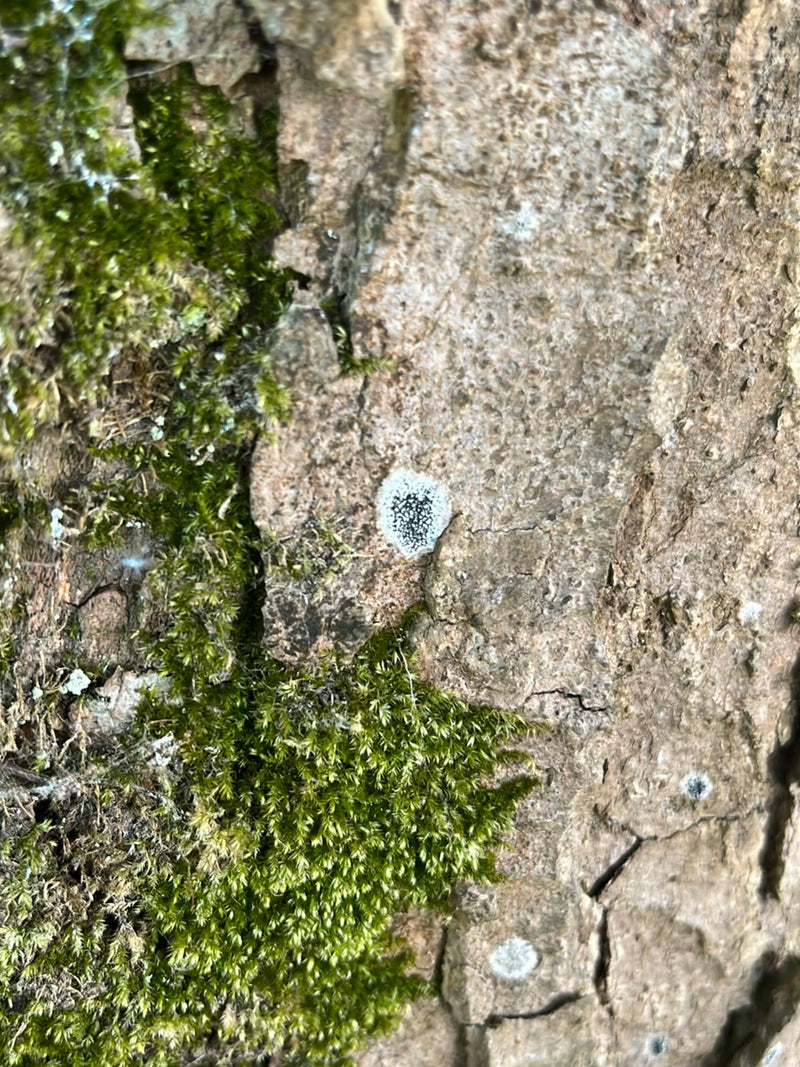 sulla scorza ruvida di un albero, accanto al muschio verde, cresce la grafide scritta con i suoi tipici corpi fruttiferi simili a scritture.