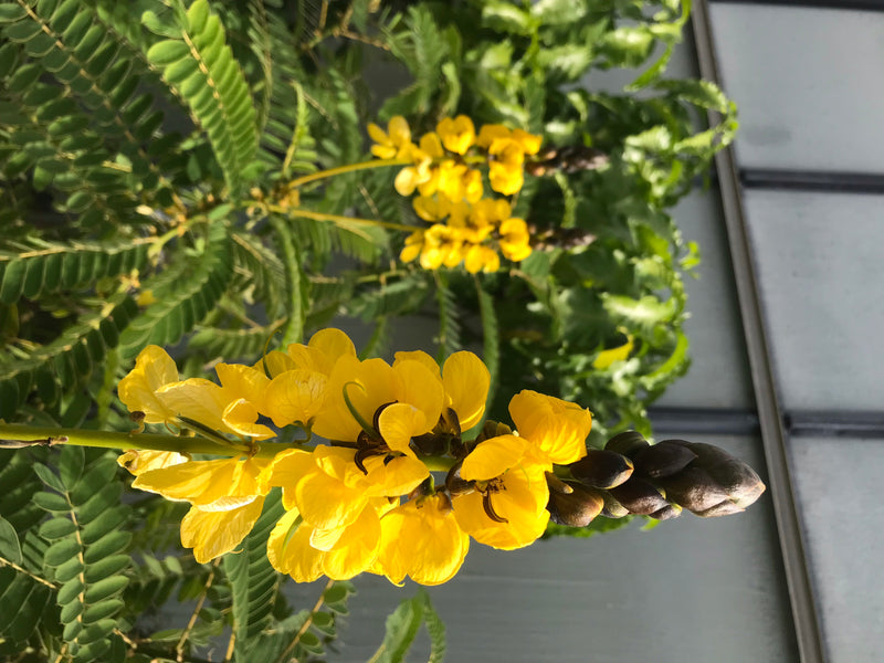 Senna ordinaria — foto 4 di 12