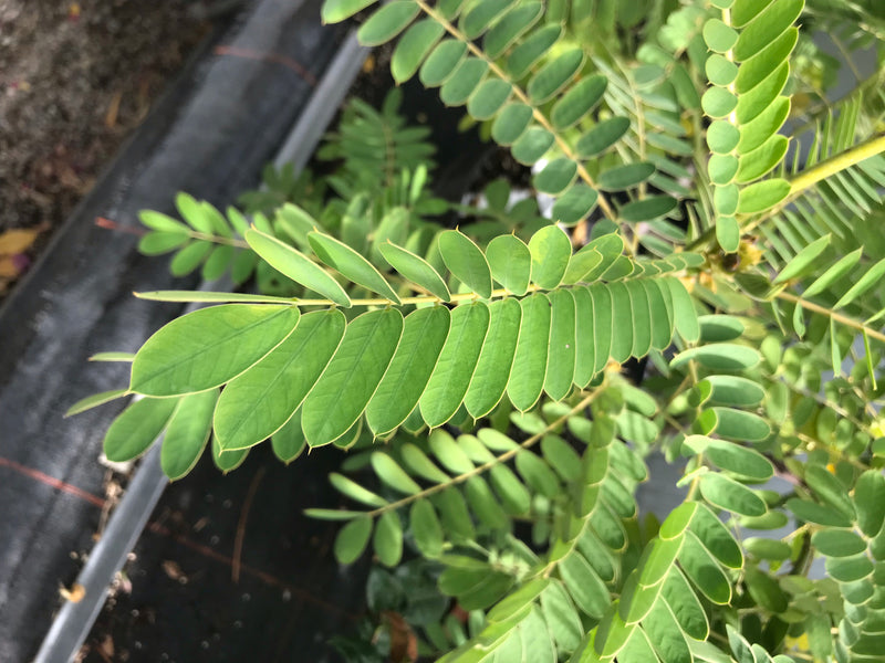 Senna ordinaria — foto 3 di 12