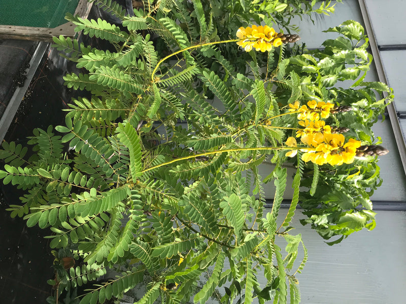 Senna ordinaria — foto 1 di 12