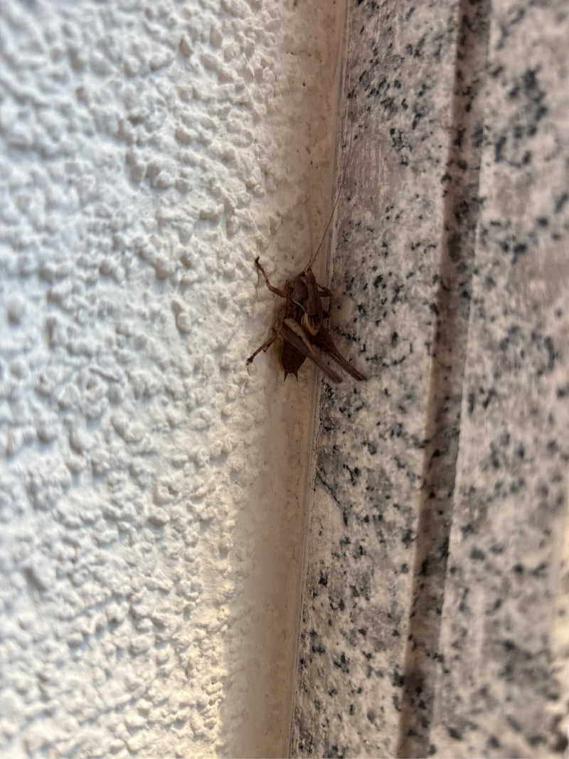 Insetto arbustivo comune — foto 4 di 5