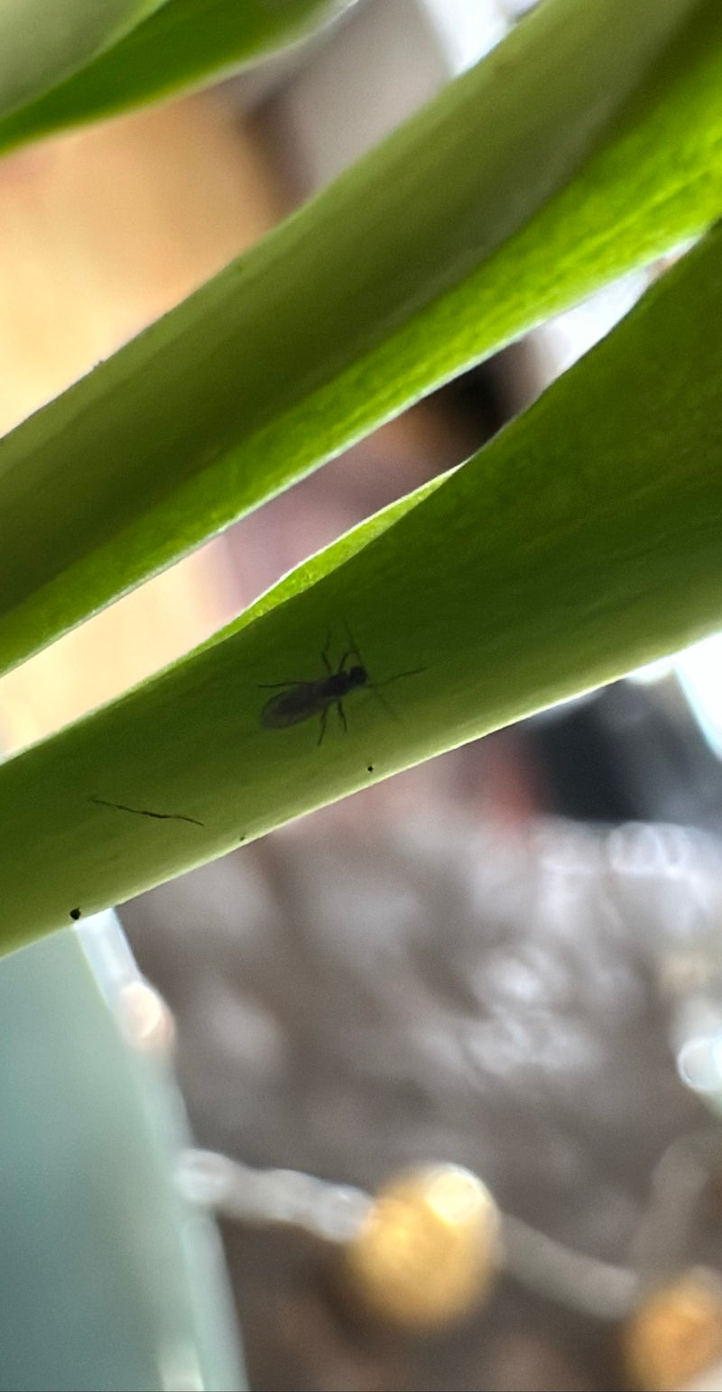 Un moscerino dei funghi adulto si trova sulla pagina inferiore di una foglia di pianta verde. L'insetto è chiaramente visibile.