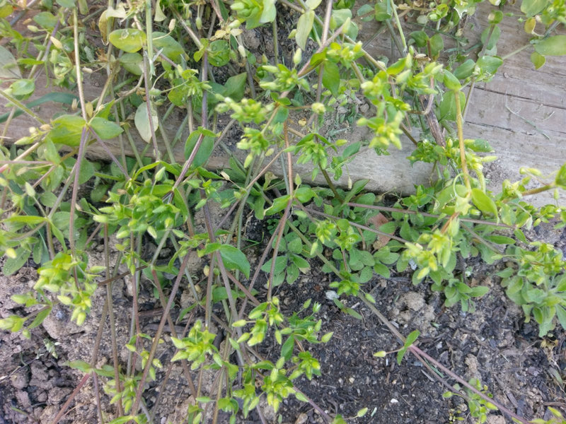 L'immagine mostra la pianta di centocchio comune con i suoi tipici steli ramificati e foglie verdi che crescono sul terreno.