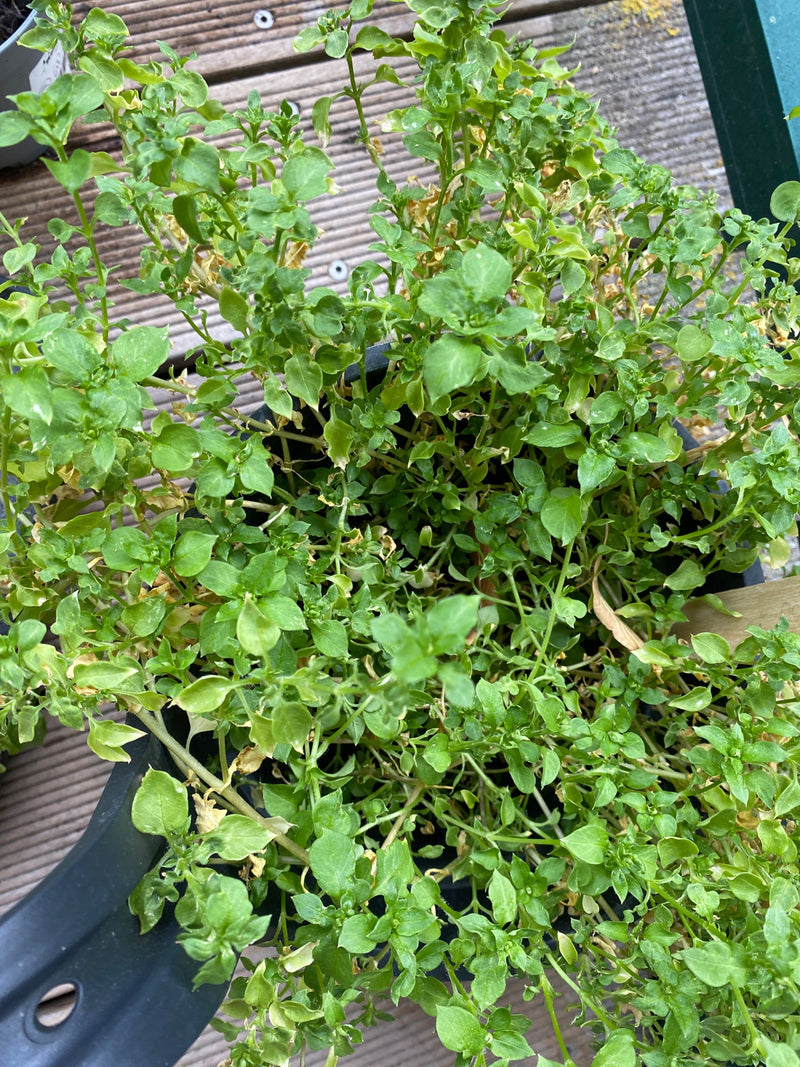 L'immagine mostra una centocchio comune che cresce fittamente con molte piccole foglie verdi in un vaso. Lo scatto è ripreso dall'alto su una superficie di l...