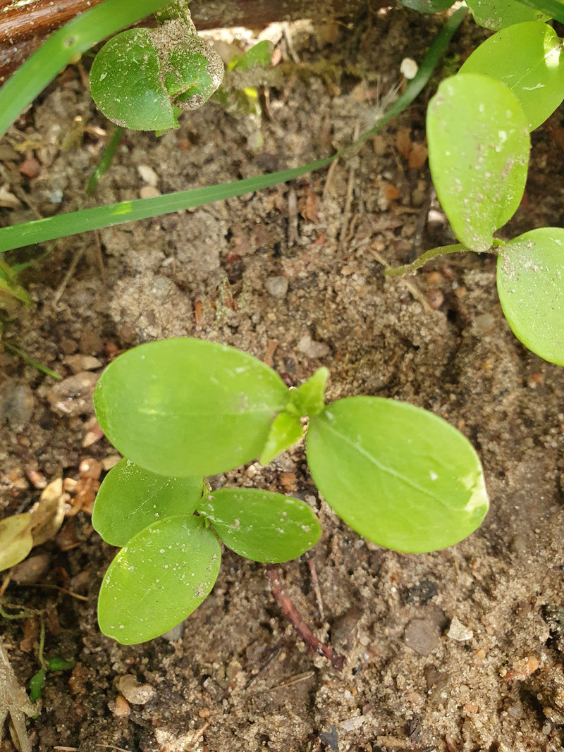 L'immagine mostra piccole piantine di centocchio comune con foglie ovali opposte che crescono su terreno sabbioso.