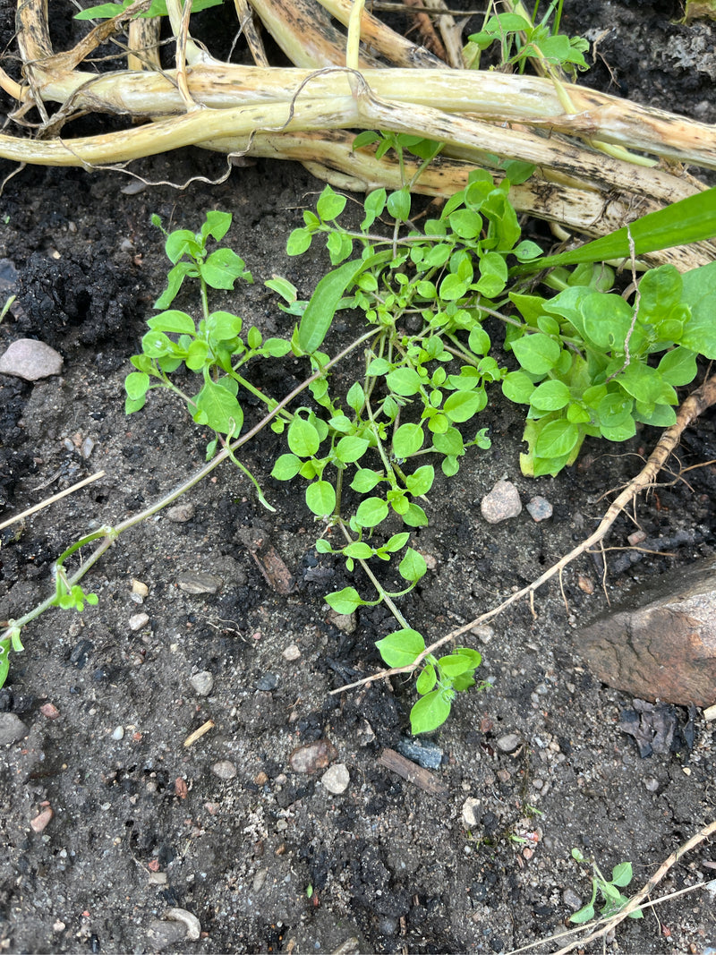 Si vede del centocchio comune con foglie verdi che cresce su terreno sabbioso vicino a residui vegetali.