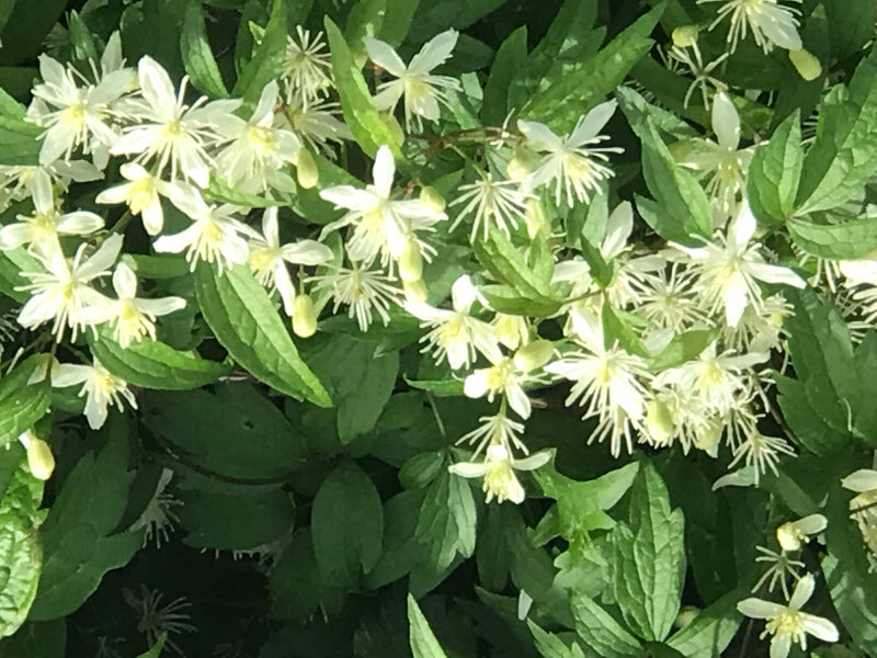 Clematide comune — foto 5 di 9
