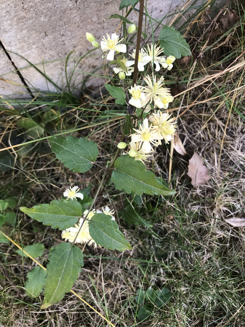 Clematide comune — foto 2 di 9