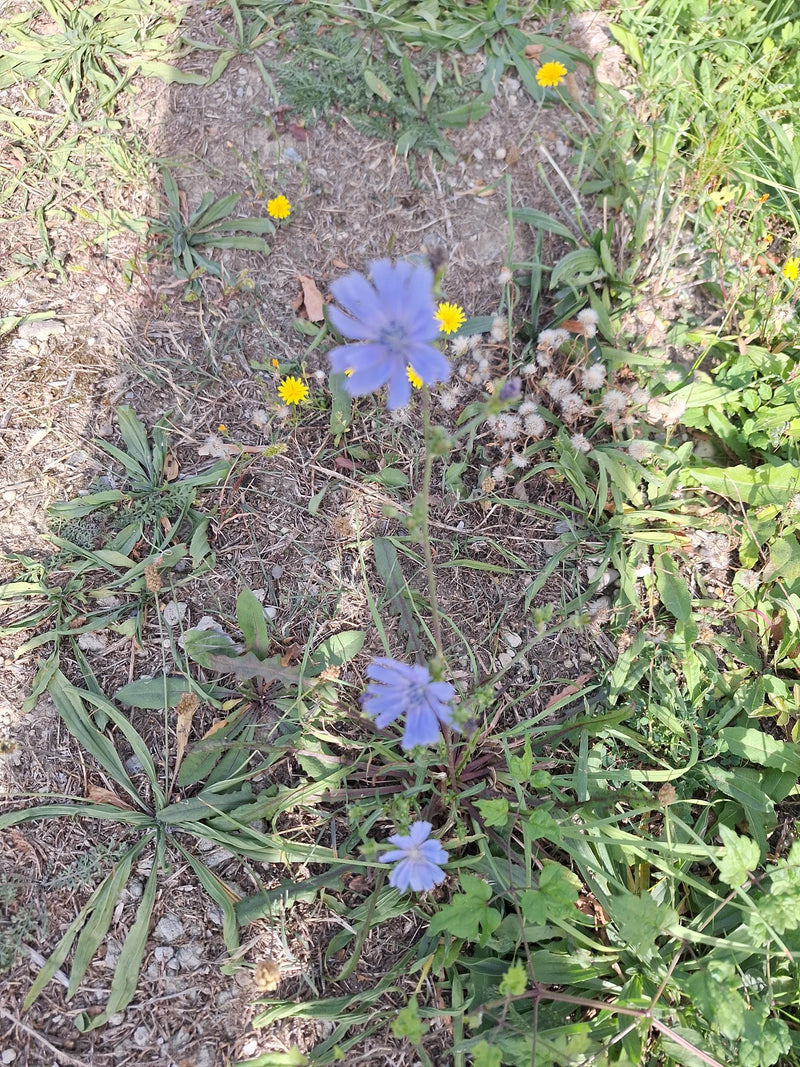 Una pianta di cicoria comune in fiore con petali azzurri cresce lungo un ciglio stradale poco erboso.