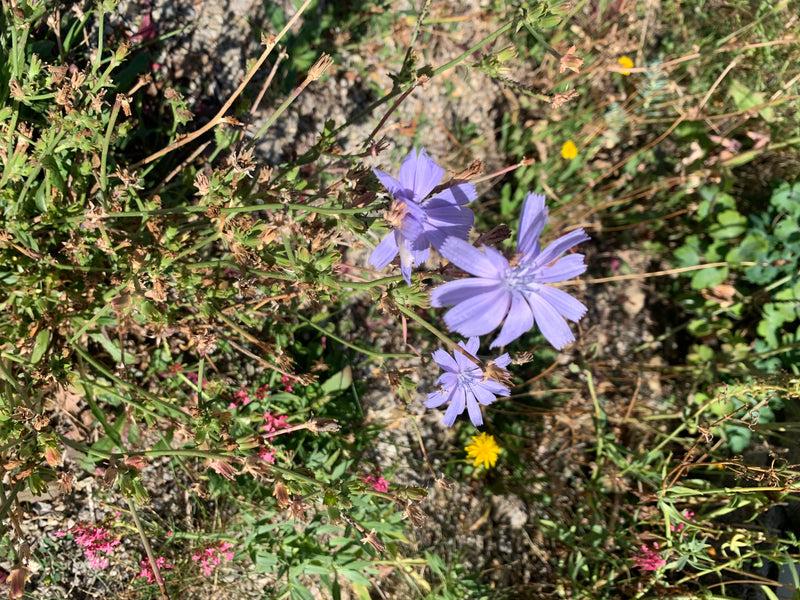 L'immagine mostra diversi fiori blu brillante di cicoria. Crescono su steli ramificati in mezzo ad erba e erbe selvatiche.