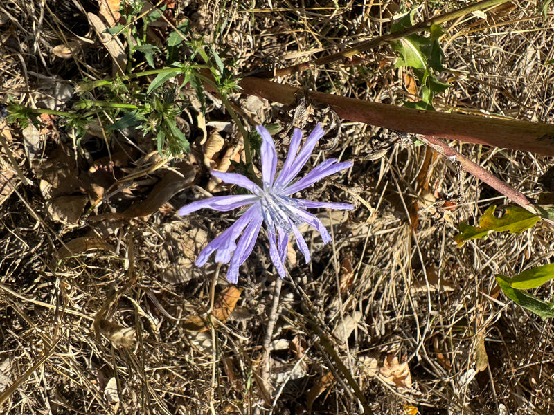Un fiore azzurro aperto di cicoria comune è visibile dall'alto su terreno asciutto e residui vegetali.