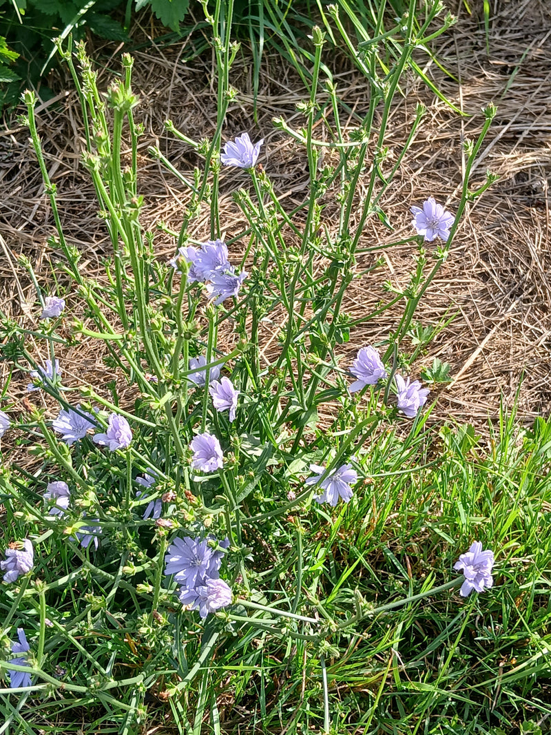La foto mostra una pianta di cicoria selvatica in fiore con i suoi tipici fiori azzurri su steli ramificati. Cresce in un ambiente con erba e terreno asciutto.