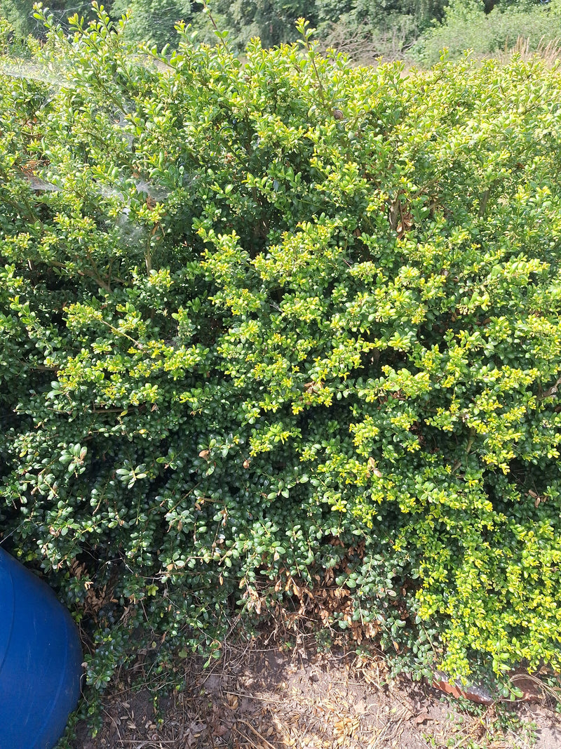 Si vede un denso arbusto di bosso con molte piccole foglie verdi. La pianta si trova all'aperto in un ambiente naturale.