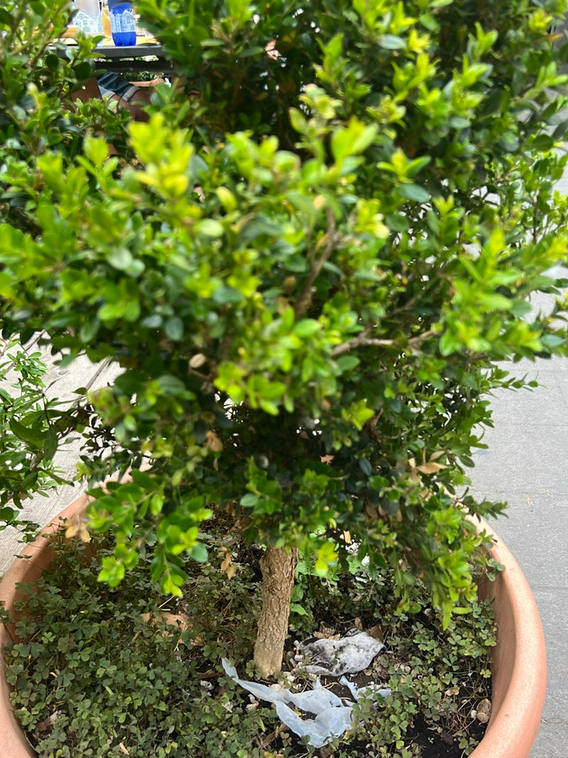 Si vede un bosso compatto in un grande vaso per piante. Le foglie verdi e dense e il tronco legnoso sono ben riconoscibili.