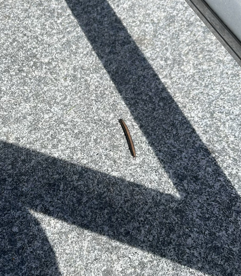 Bipede da campo comune — Bild 3