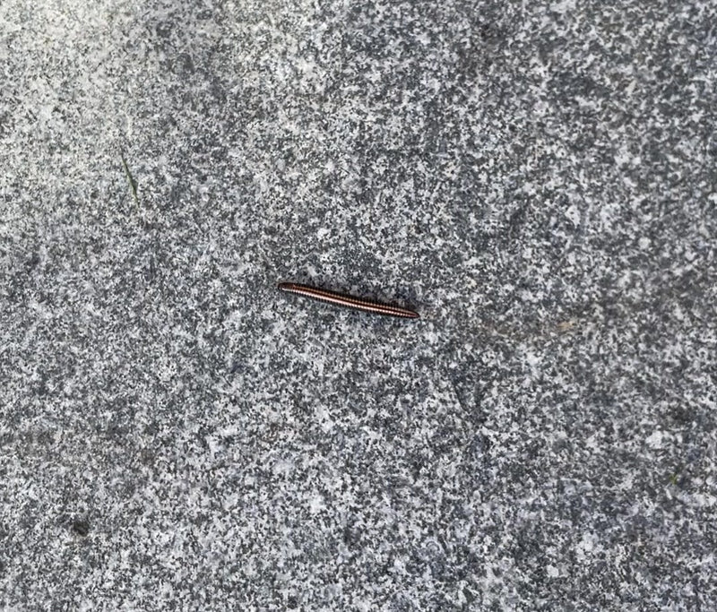 Bipede da campo comune — Bild 1