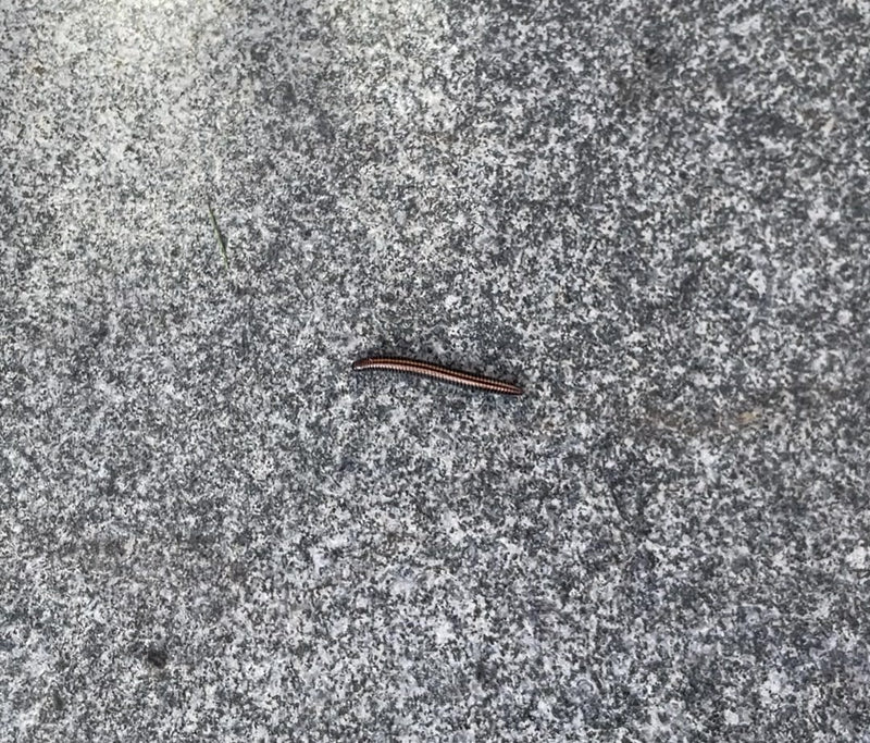 Bipede da campo comune — Bild 1