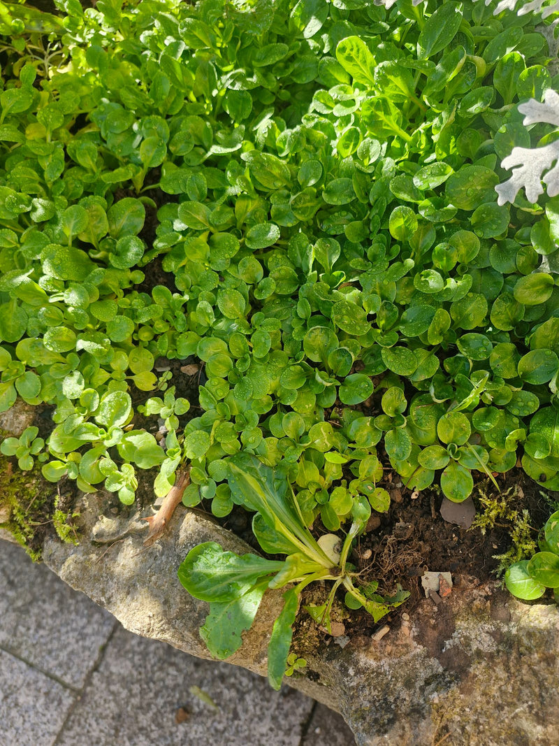 Densa crescita di rosette di valerianella in una fioriera di pietra, ricoperte da fini gocce d'acqua.