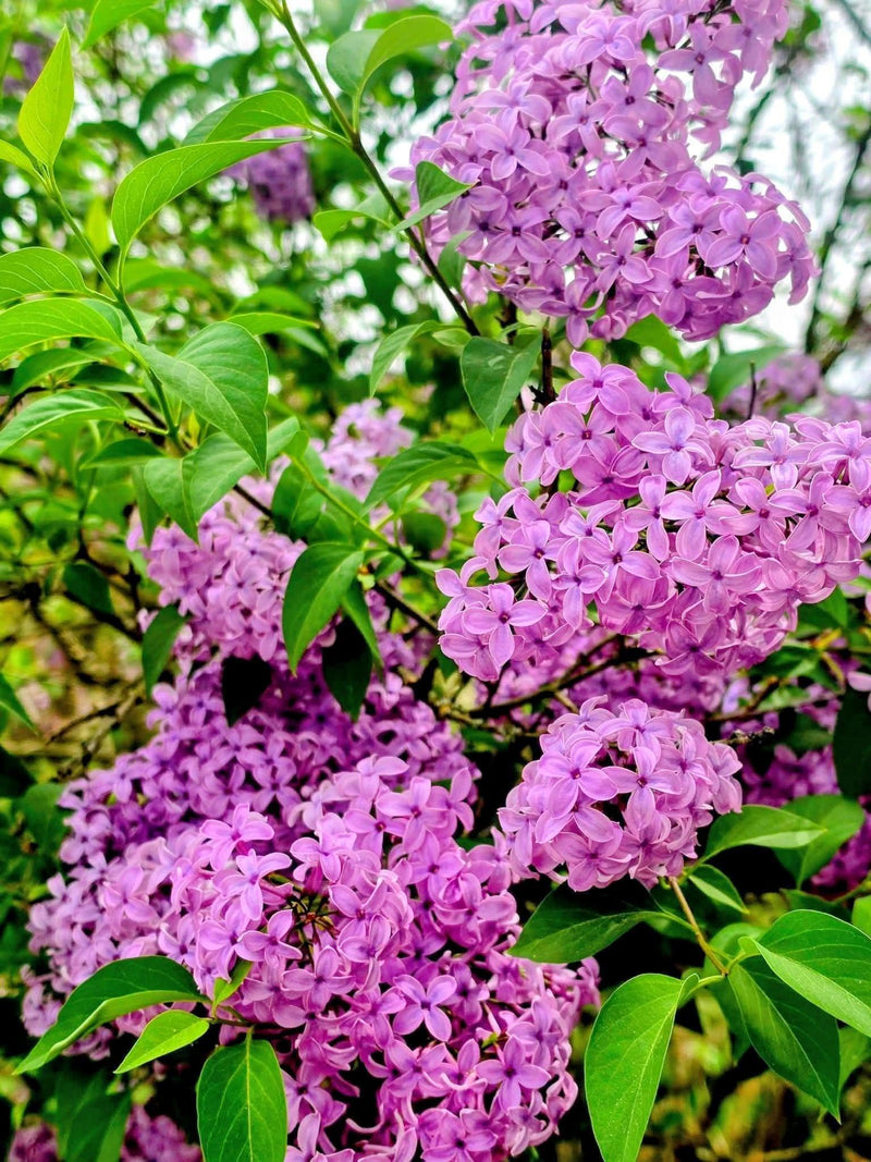 Sono visibili dense infiorescenze viola chiaro e foglie verdi di un arbusto di lillà. L'immagine mostra la pianta in piena fioritura.