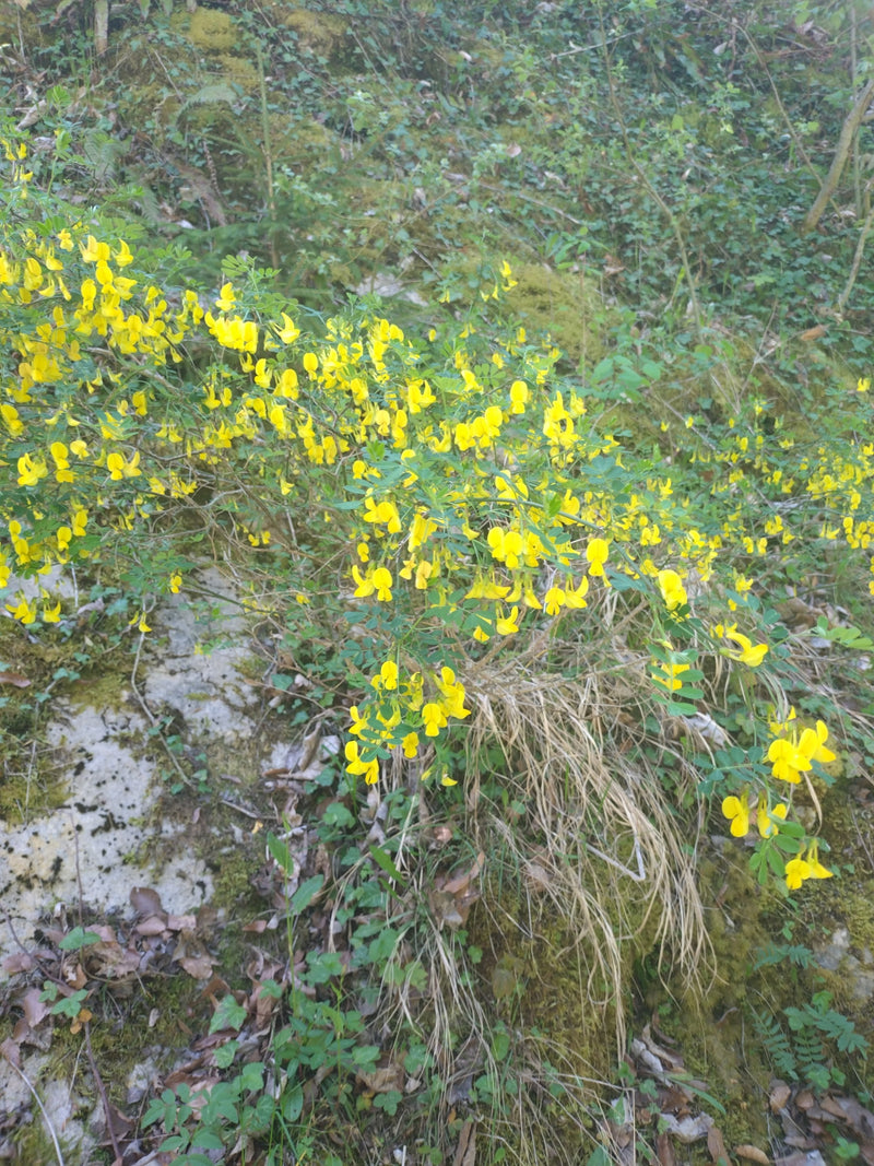Pioggia dorata — Bild 1