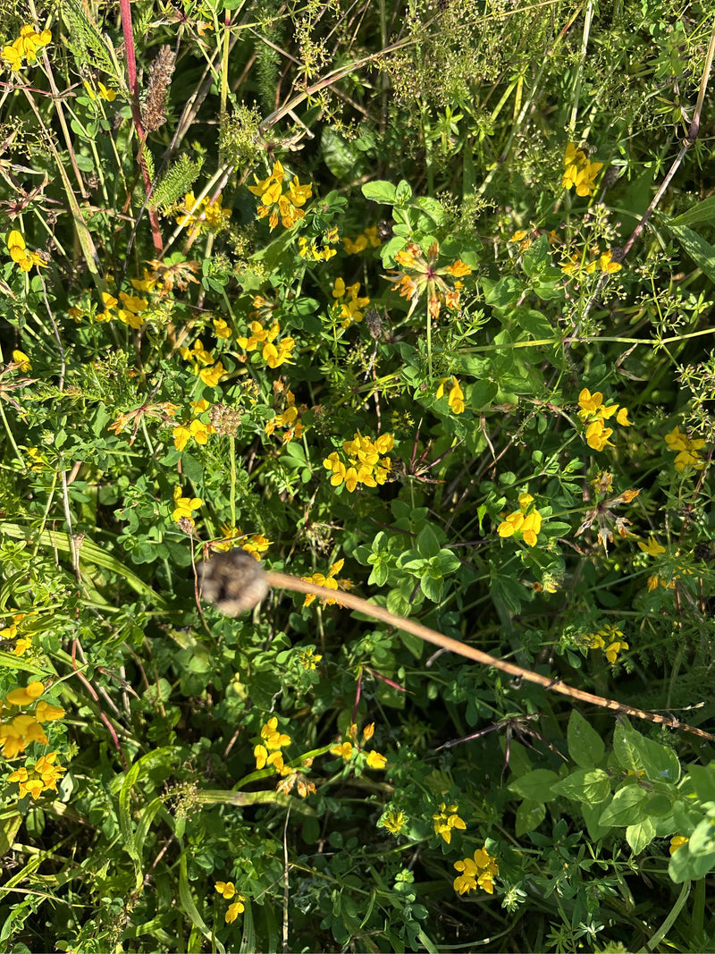 L'immagine mostra un prato denso con molti fiori gialli di ginestrino.