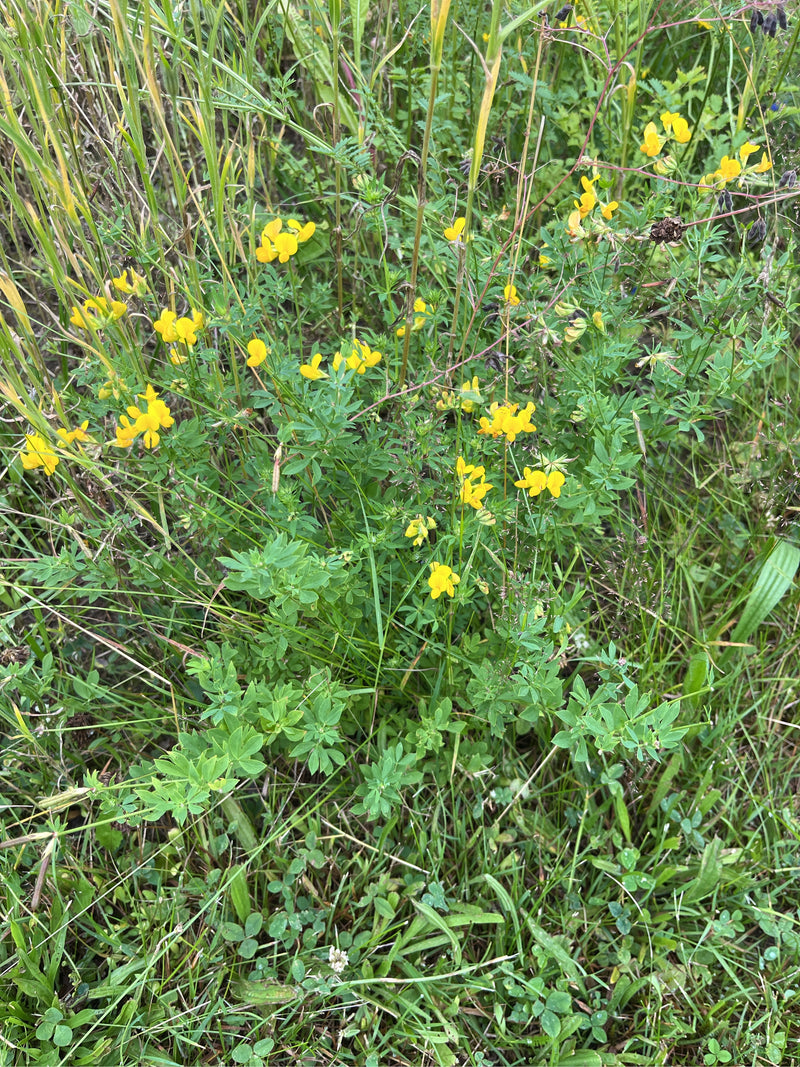 Si vede una pianta di ginestrino in fiore con fiori gialli in un prato. Le foglie e i fiori caratteristici si trovano in mezzo all'erba e ad altre piante da ...