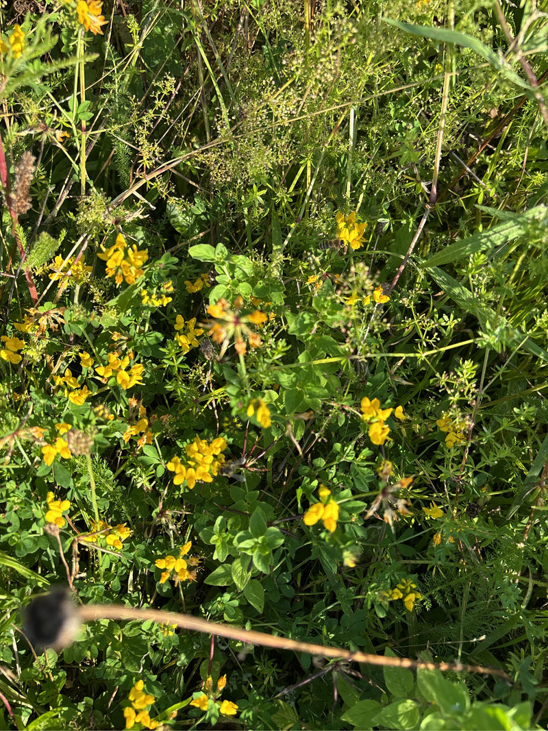 L'immagine mostra il ginestrino con i suoi tipici fiori gialli in un prato.