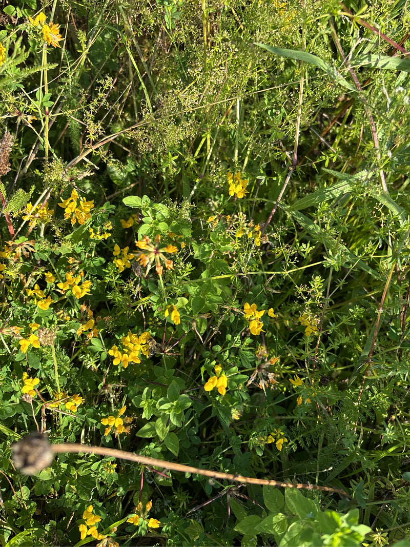 L'immagine mostra il ginestrino in fiore con tipici fiori gialli in un prato diversificato.