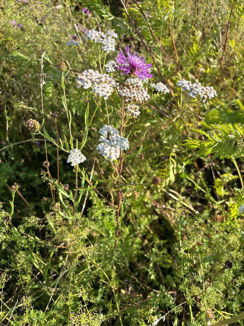 Un millefoglio comune in fiore con infiorescenze bianche e foglie pennate cresce accanto a una centaurea viola in un prato.